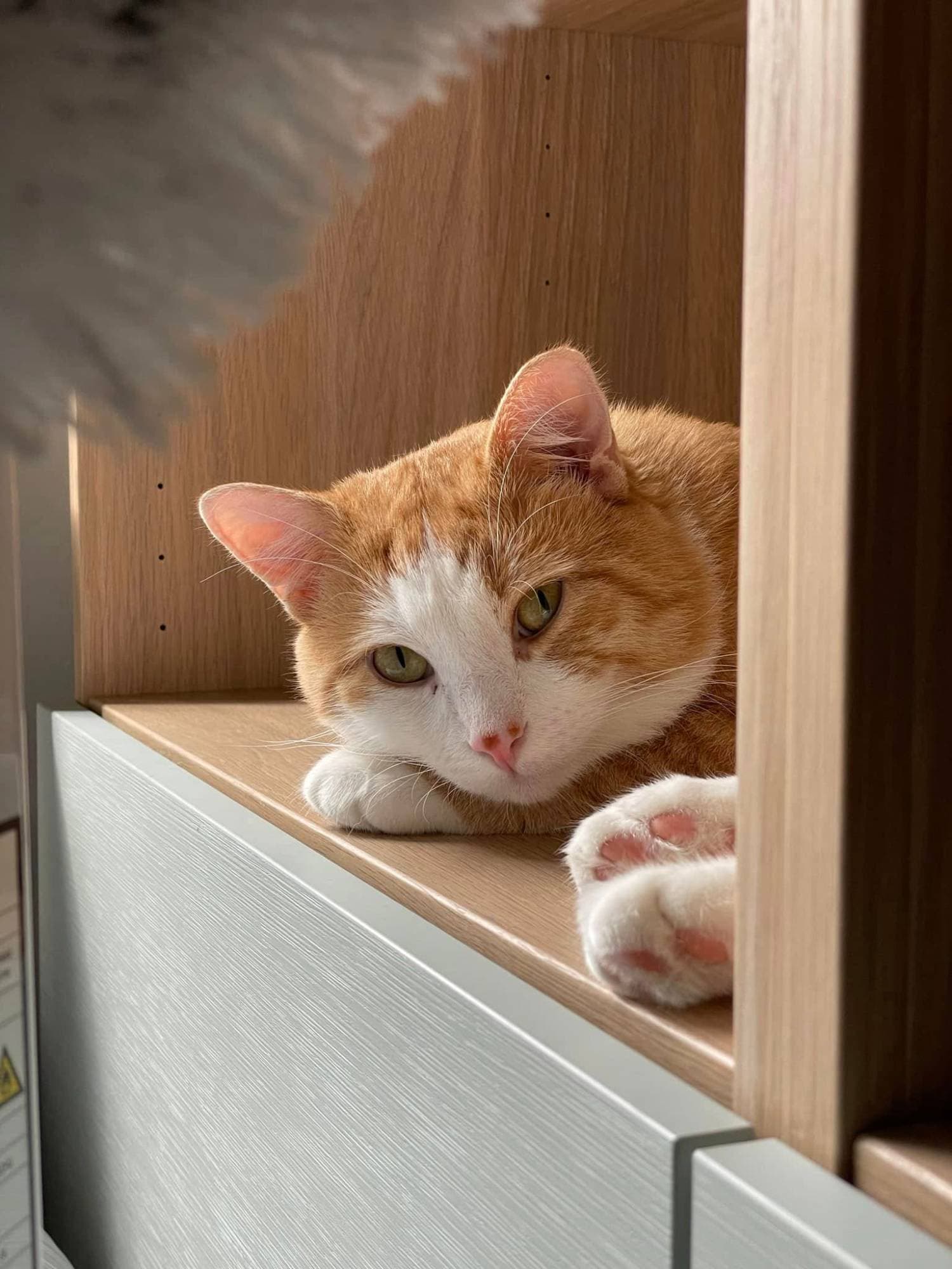 Tusse, a ginger and white cat, resting his head on his paws on a bookshelf.